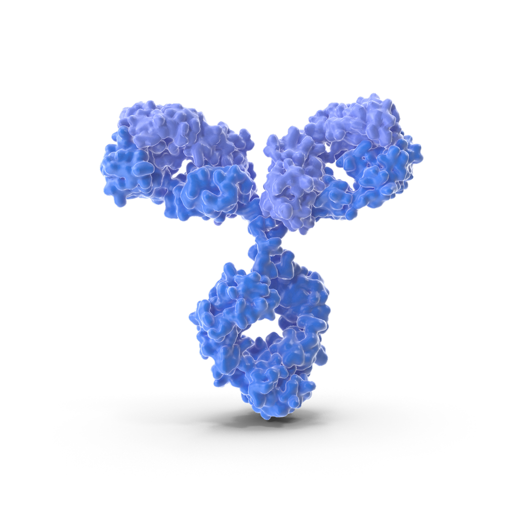 MMP2 antibody - 100µg