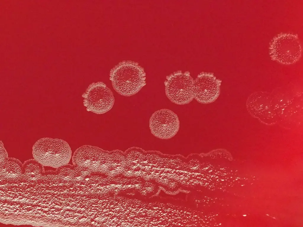 pMal- c5X Plasmid - 2ug